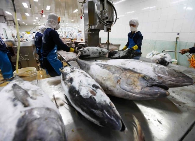 Tuna exports hit record high but face major regulatory barriers