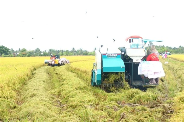 Vietnam forecast to become world’s second-largest rice importer by 2025–26