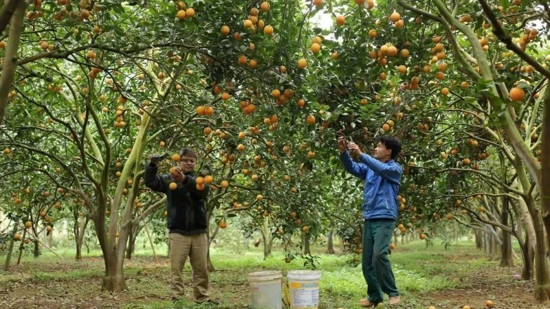 Farmers increase technology application in fruit cultivation